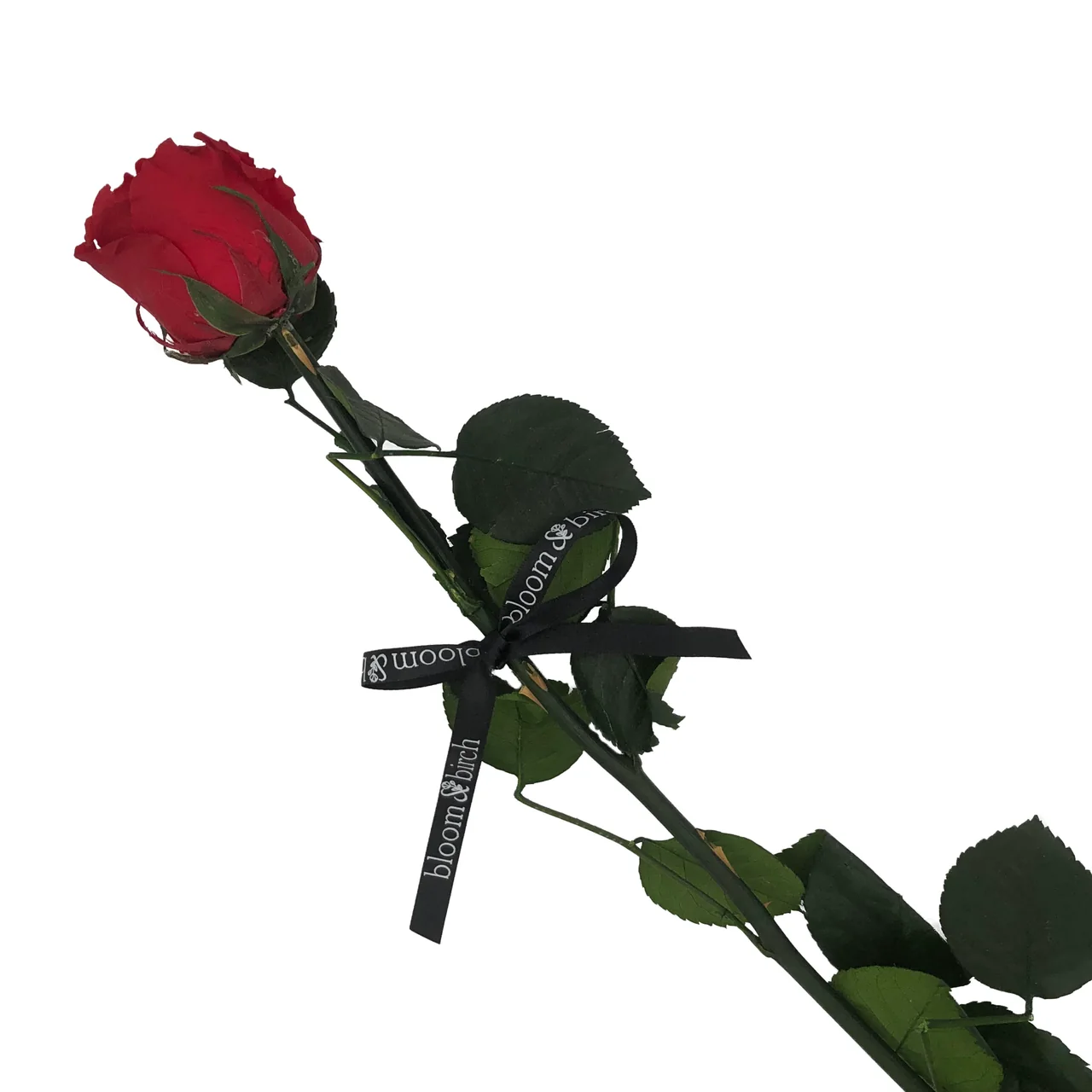 A red rose tied with a black Bloom and Birch branded ribbon
